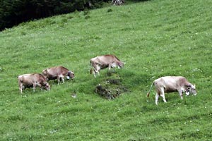 Kühe auf der Berglialp